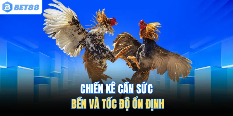 Chiến kê cần sức bền và tốc độ ổn định
