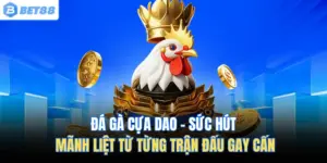 Đá Gà Cựa Dao – Sức Hút Mãnh Liệt Từ Từng Trận Đấu Gay Cấn