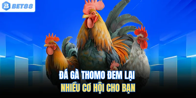 Đá gà thomo đem lại nhiều cơ hội cho bạn