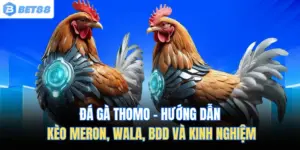 Đá Gà Thomo - Hướng Dẫn Kèo Meron, Wala, Bdd Và Kinh Nghiệm